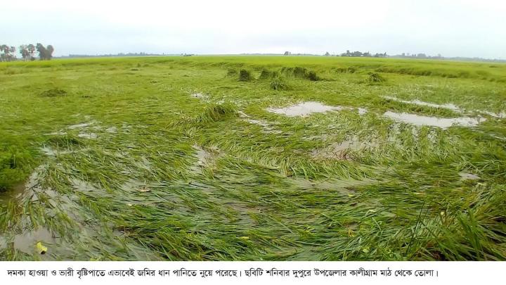 ‎দমকা হাওয়া ও বৃষ্টিতে প্রায় তিন হাজার বিঘা জমির ফসলের ব্যপক ক্ষতির শংকা